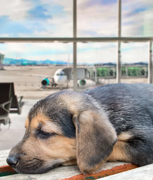Perro cachorro olvidado en el aeropuerto — Foto de Stock