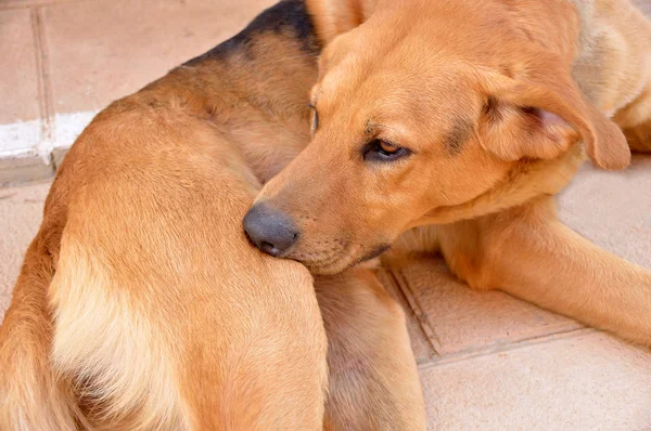 Cão picando carrapato e pulgas — Fotografia de Stock
