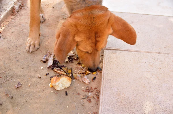 Bastaard hond eten vuilnis — Stockfoto