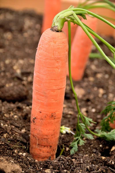 Gesunde Ernährung Reife Karotten Gemüsegarten Der Natur — Stockfoto