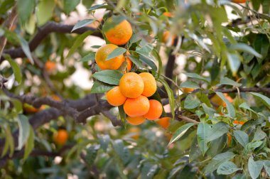 Olgun portakallar ya da ağaçta asılı mandalinalar. Açık havada yetişen sağlıklı organik meyveler.