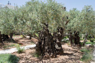 Bahçe gethsemane in