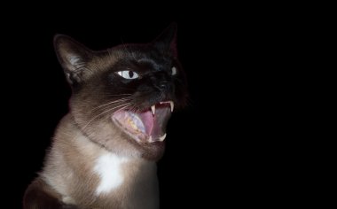 agresif kedi