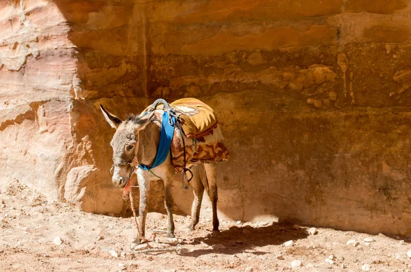 Burro em Petra — Fotografia de Stock