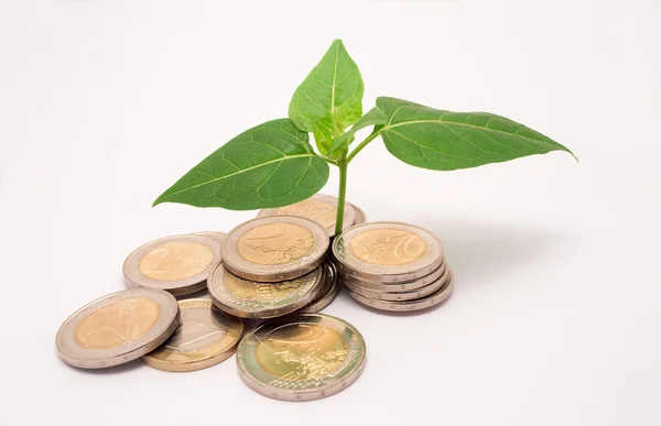 Plant coins — Stock Photo, Image