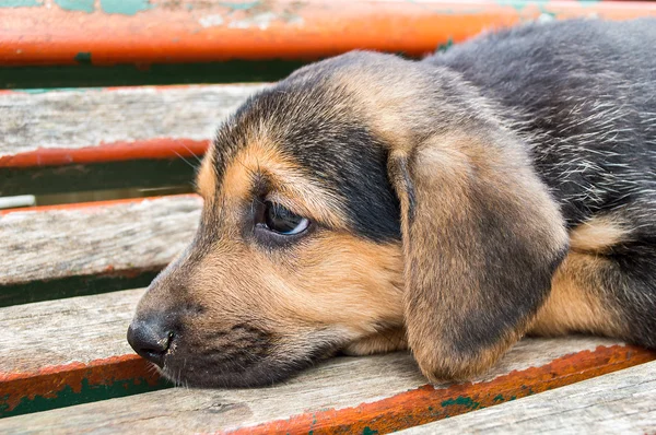 Smutny pies — Zdjęcie stockowe