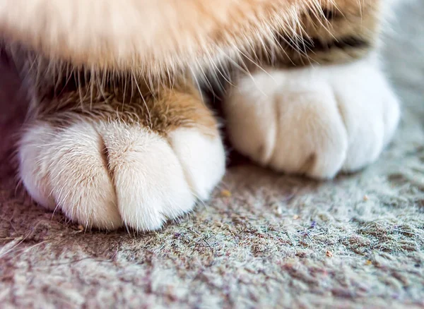 Кішка paw — стокове фото