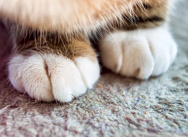 Cat paw — Stock Photo, Image