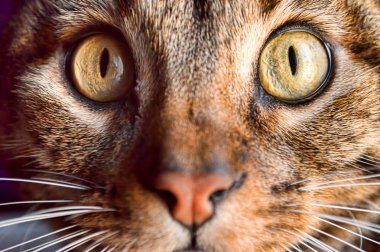 Kedi Gözü