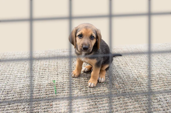 犬小屋で悲しい子犬 ストックフォト