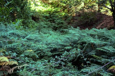 Bereketli tropikal ortamda yetişen eğrelti otu sürüsü. Açık hava gölgesi ya da toprak için sarmaşık benzeri dokuları olan taze çiçek ağacı. Doğa süslemesi..