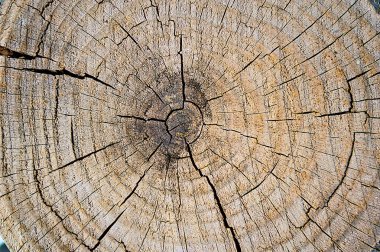 cut tree trunk