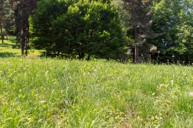 çayır ve orman bahar peyzaj