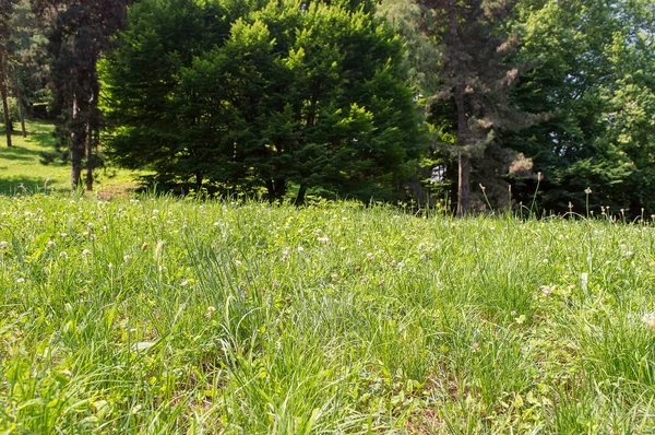 Frühlingslandschaft Aus Wiese Und Wald — Stockfoto