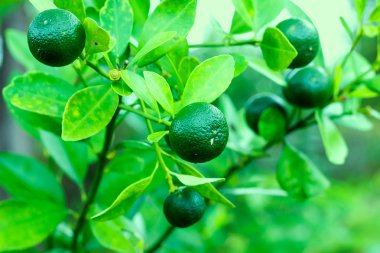Ağaç üzerinde asılı Calamansi