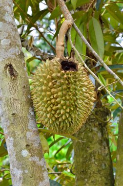 Taze durian olan ağaç üzerinde