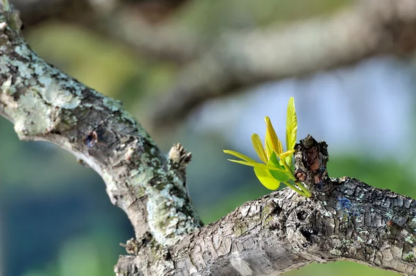 Groene spruit groeiende — Stockfoto