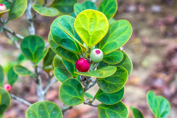 Ficus deltoidea veya Mas Cotek
