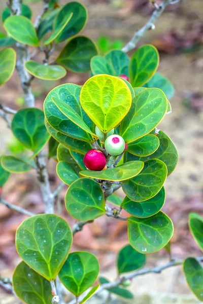 Ficus deltoidea or Mas Cotek — Stock Photo, Image