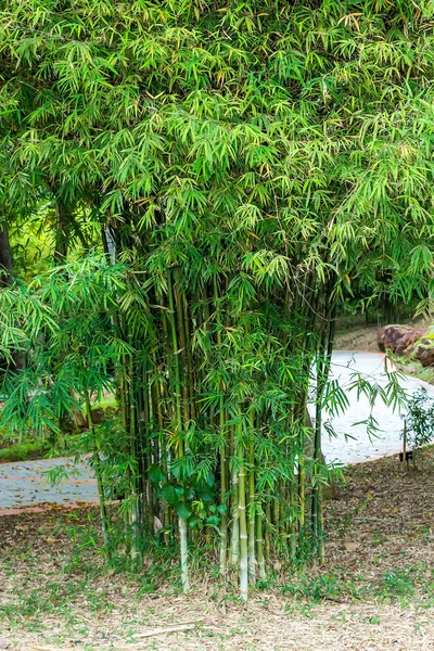Rośliny zielony bambus — Zdjęcie stockowe