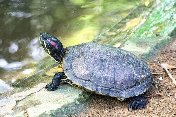 Malaj box turtle — Stockfoto