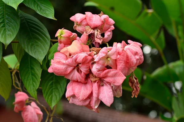 Beautiful pink Mussaenda flower — Stock Photo, Image
