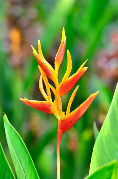 Kwiat Heliconia Margrinata — Zdjęcie stockowe