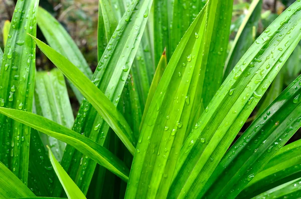 Yeşil Pandanus yaprakları