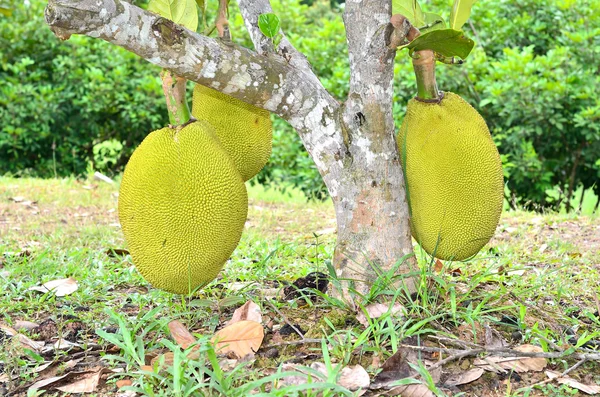 Ağaç üzerinde asılı jackfruits