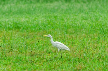 Yeşil çayır üzerinde sığır balıkçıl