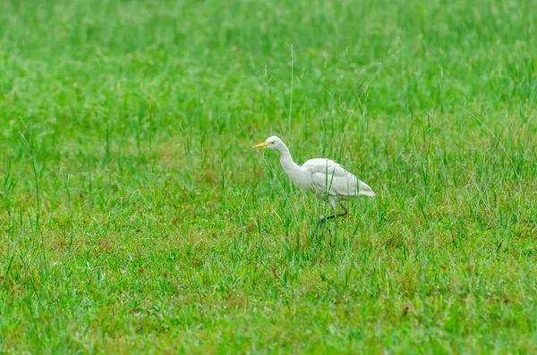 Cattle Egret on green meadow — Stock Photo, Image
