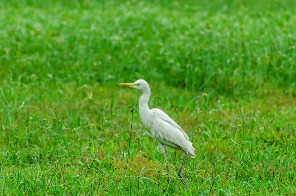 Cattle Egret on green meadow — Stock Photo, Image