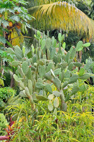 Zielony kaktus w przyrodzie — Zdjęcie stockowe