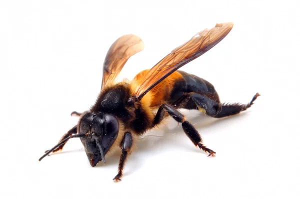 Jeden Pszczoła puszyste — Zdjęcie stockowe