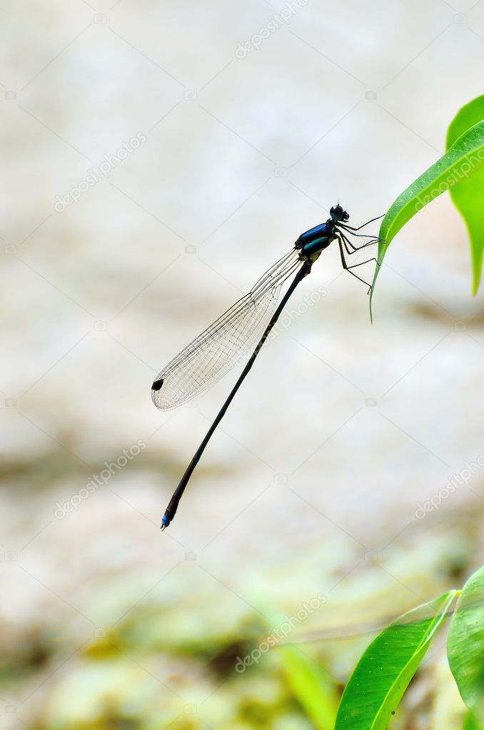 Dragonfly perched on leaf