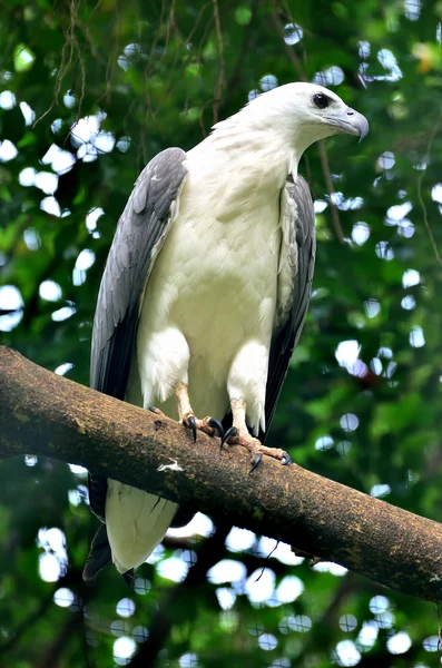 Weißbauchseeadler — Stockfoto