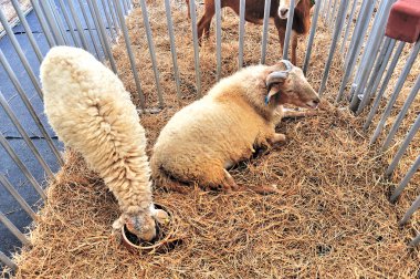 Çiftlikte besleme koyun sürüsü
