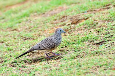 Zebra kumru yeşil çimenlerin üzerinde