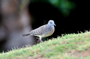 Zebra kumru yeşil çimenlerin üzerinde