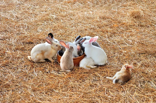Fluffy rabbits feeding near bowl of water — Stock Photo, Image