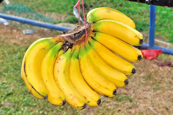 Frische gelbe Bananen — Stockfoto