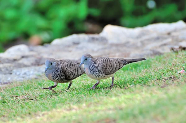 在绿色草地上斑马鸽 — 图库照片