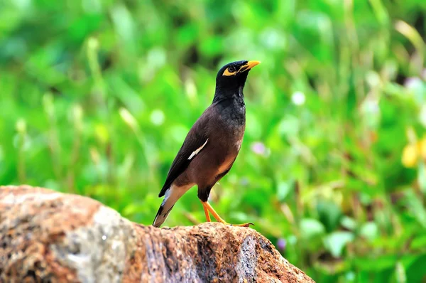 Közös Myna ült a kövön — Stock Fotó