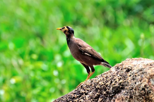 Common Myna  perched on stone — Stock Photo, Image