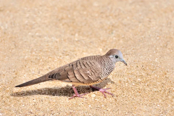 ゼブラ鳩は砂浜を歩く — ストック写真