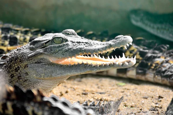 Stora krokodil huvud — Stockfoto