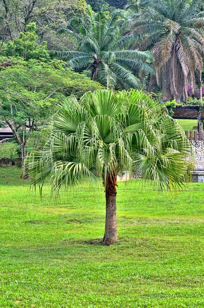 Green palm tree on the park — Stock Photo, Image