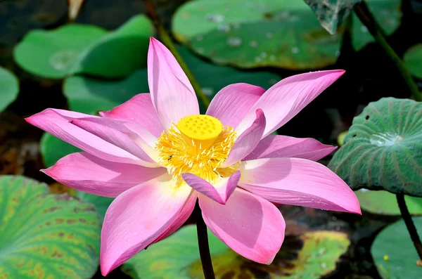 Pembe lotus çiçekleri — Stok fotoğraf