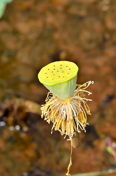 Visset lotusblomma — Stockfoto