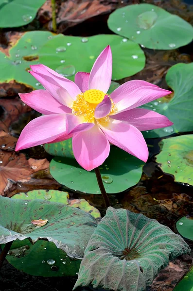 Pembe lotus çiçekleri — Stok fotoğraf